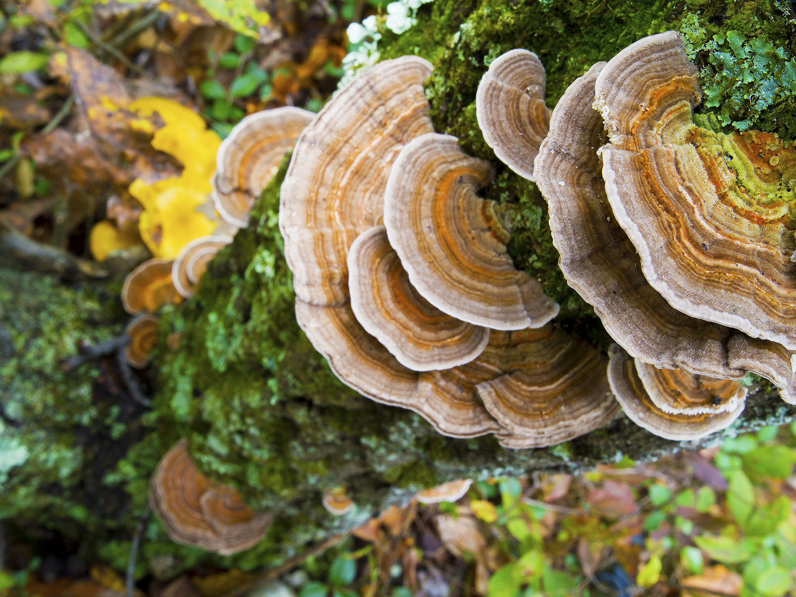 5 Functional Mushrooms Offering Benefits Supported by Science