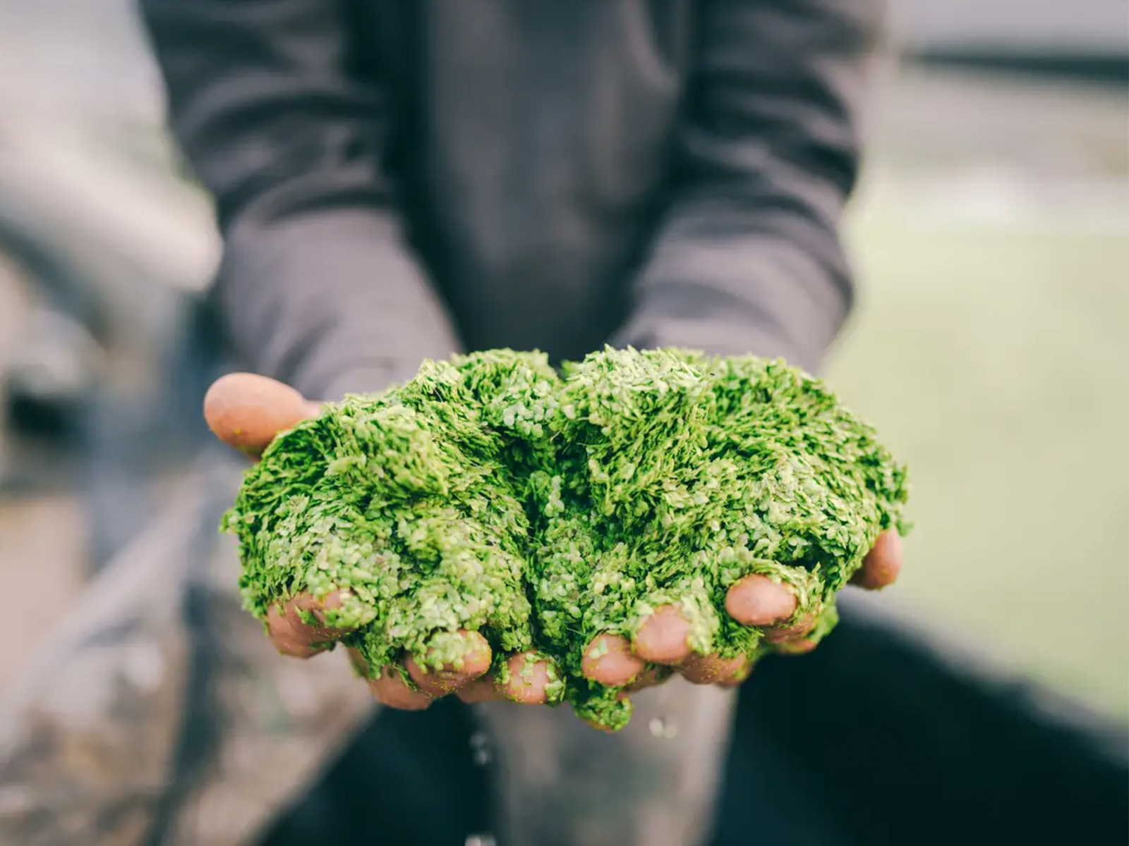 Water Lentil, Lemna, Duckweed? Whatever You Call It, Here’s Why You Should Add It to Your Health Routine