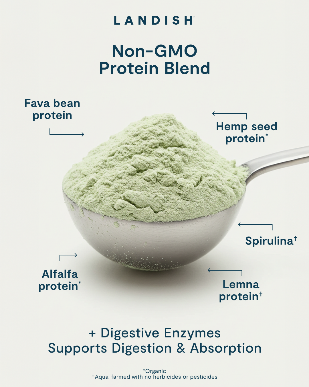 5 Plant Protein Powder